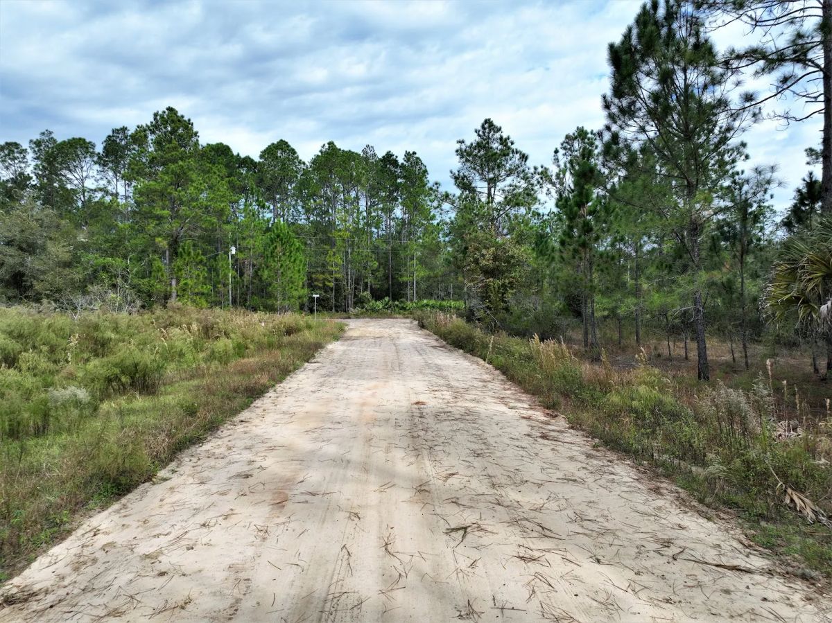 Decorative background for Your Florida Corner Starts Here — Treed, Titled and Ready image 5