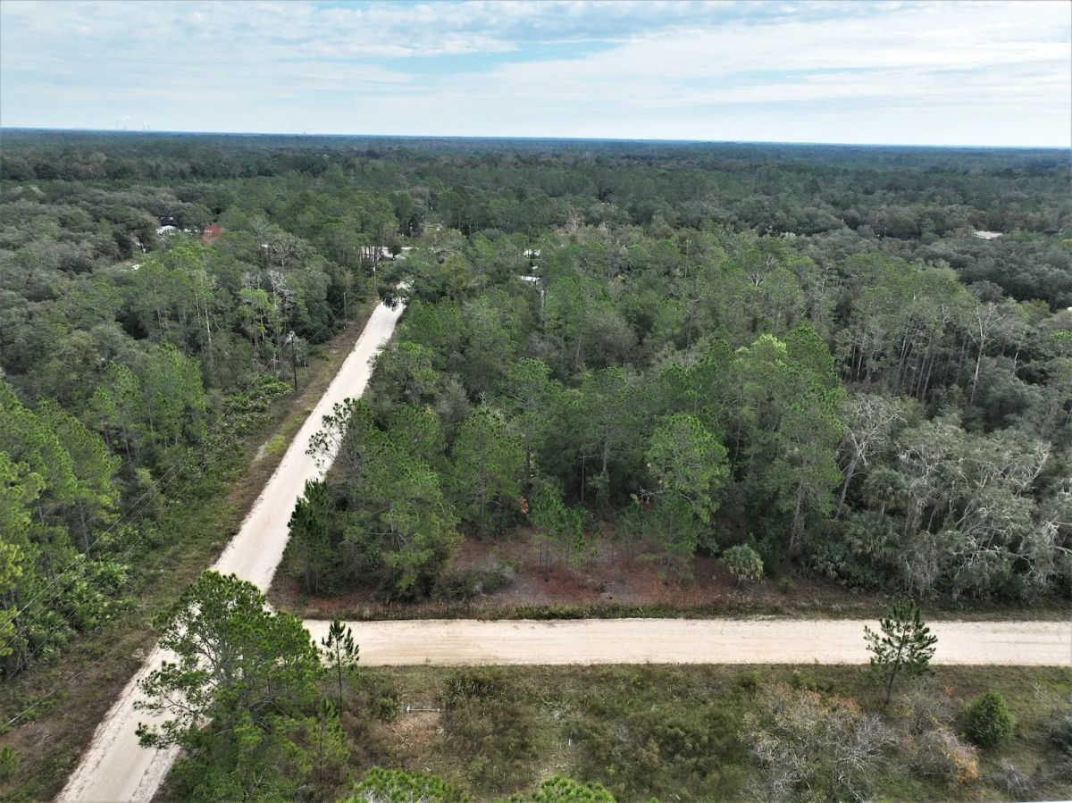 Decorative background for Your Florida Corner Starts Here — Treed, Titled and Ready image 10