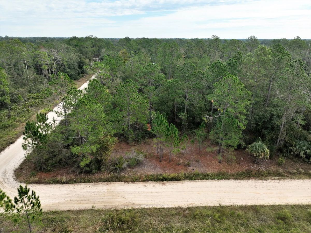 Decorative background for Your Florida Corner Starts Here — Treed, Titled and Ready image 11