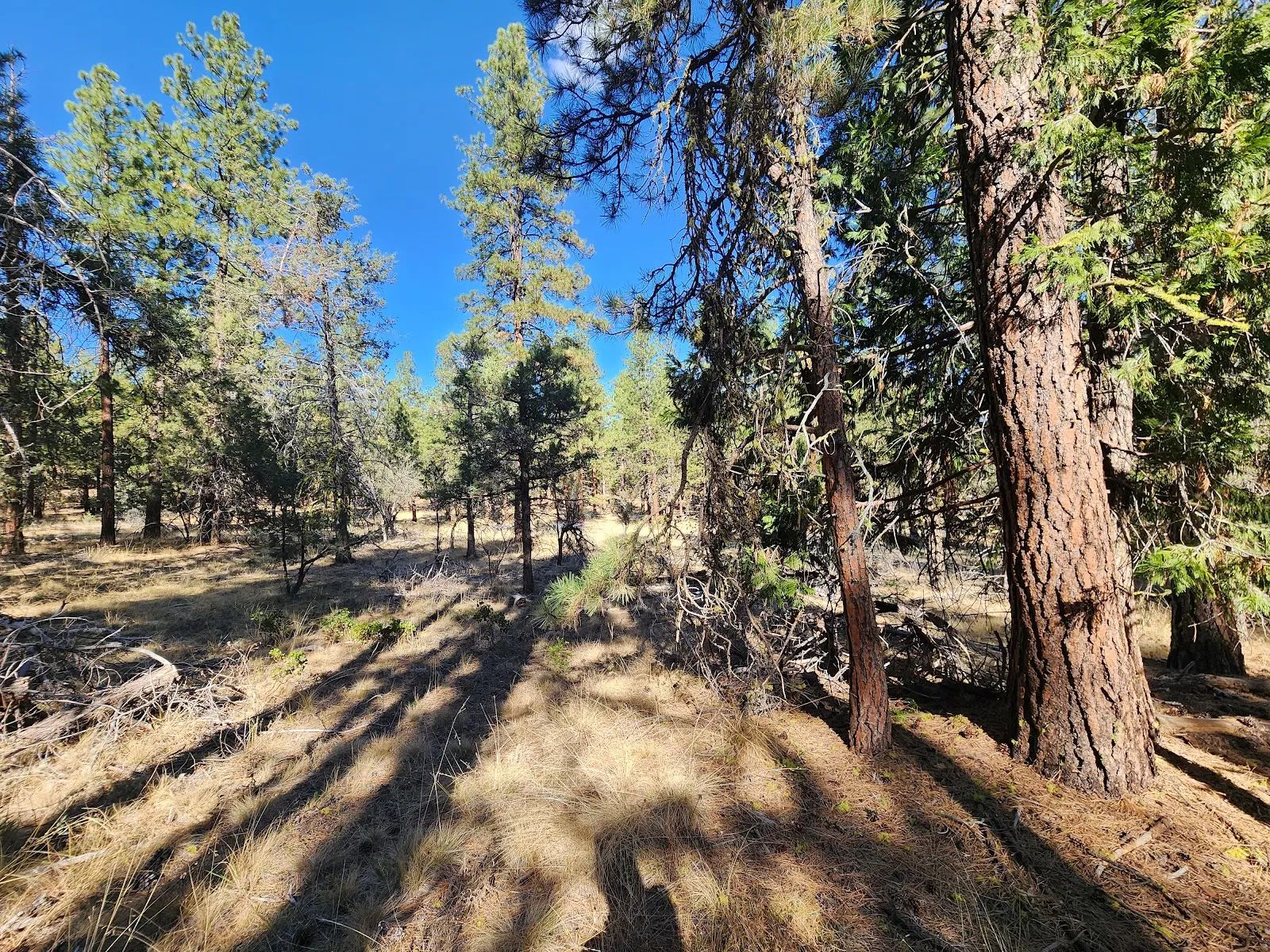 Just $299/Month for 2.31 Acres of Land Near Bonanza, OR