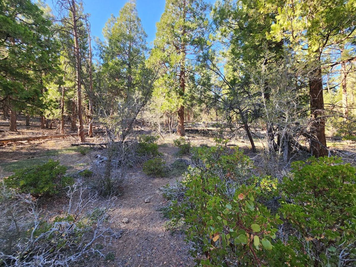 Decorative background for Just $299/Month for 2.31 Acres of Land Near Bonanza, OR image 5