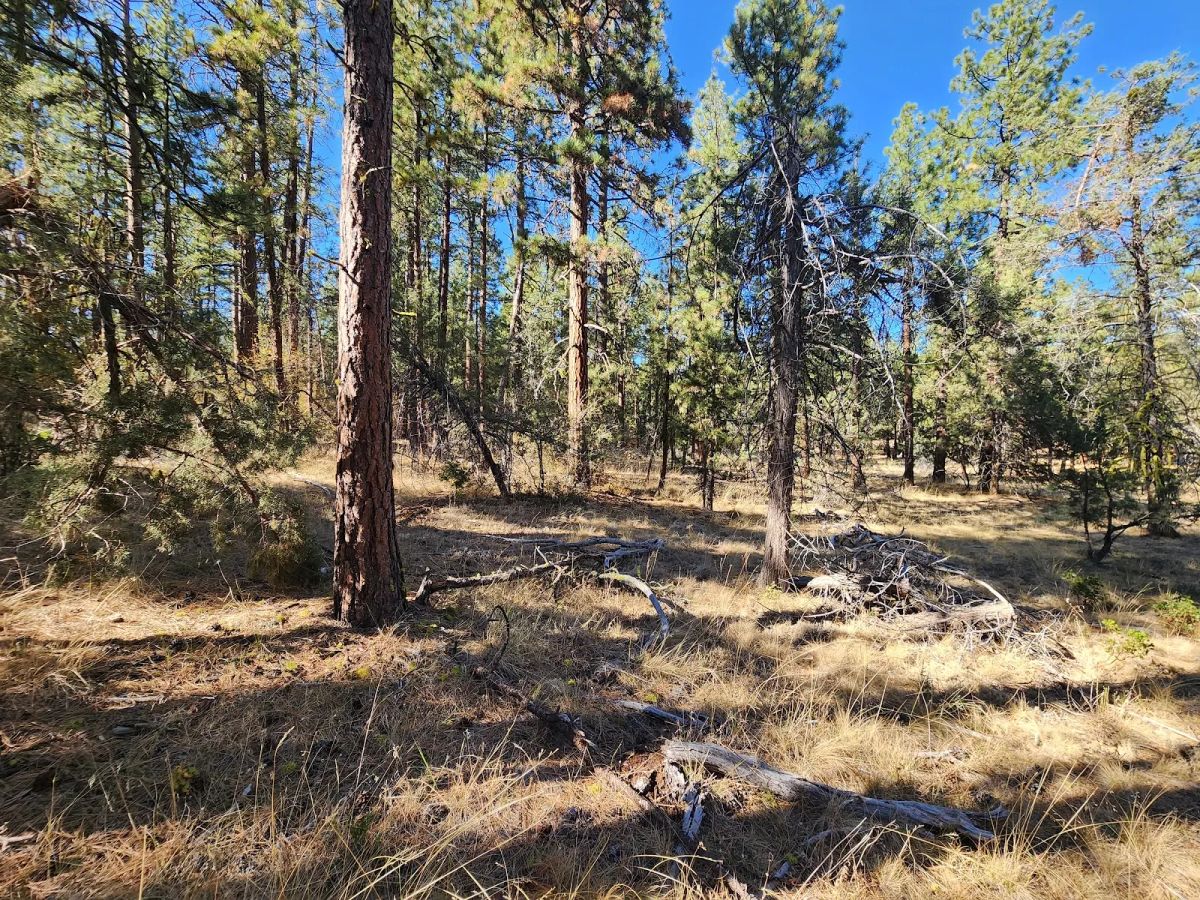 Decorative background for Just $299/Month for 2.31 Acres of Land Near Bonanza, OR image 8