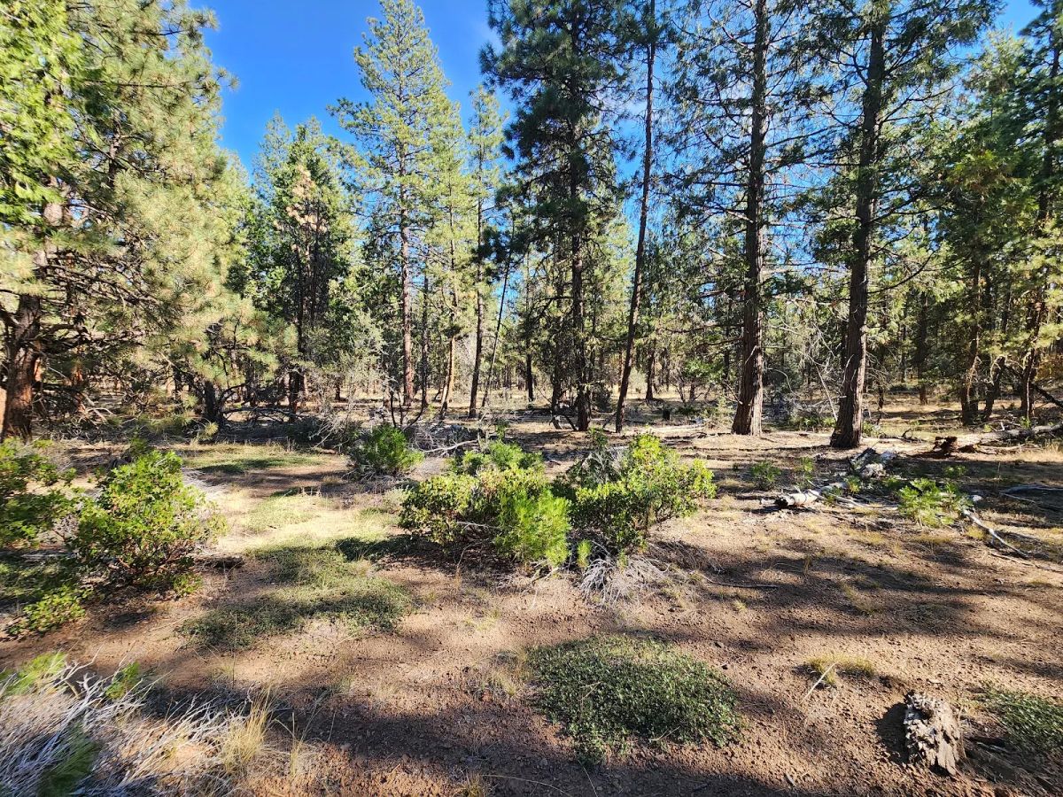 Decorative background for Just $299/Month for 2.31 Acres of Land Near Bonanza, OR image 11