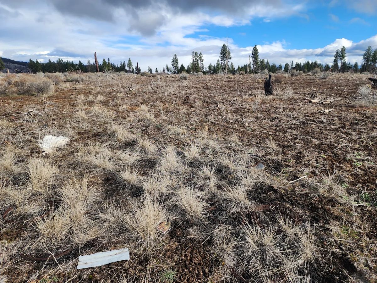 Decorative background for Level Ground, Open Skies — Your Off-Grid Canvas in Klamath Forest Estates image 6
