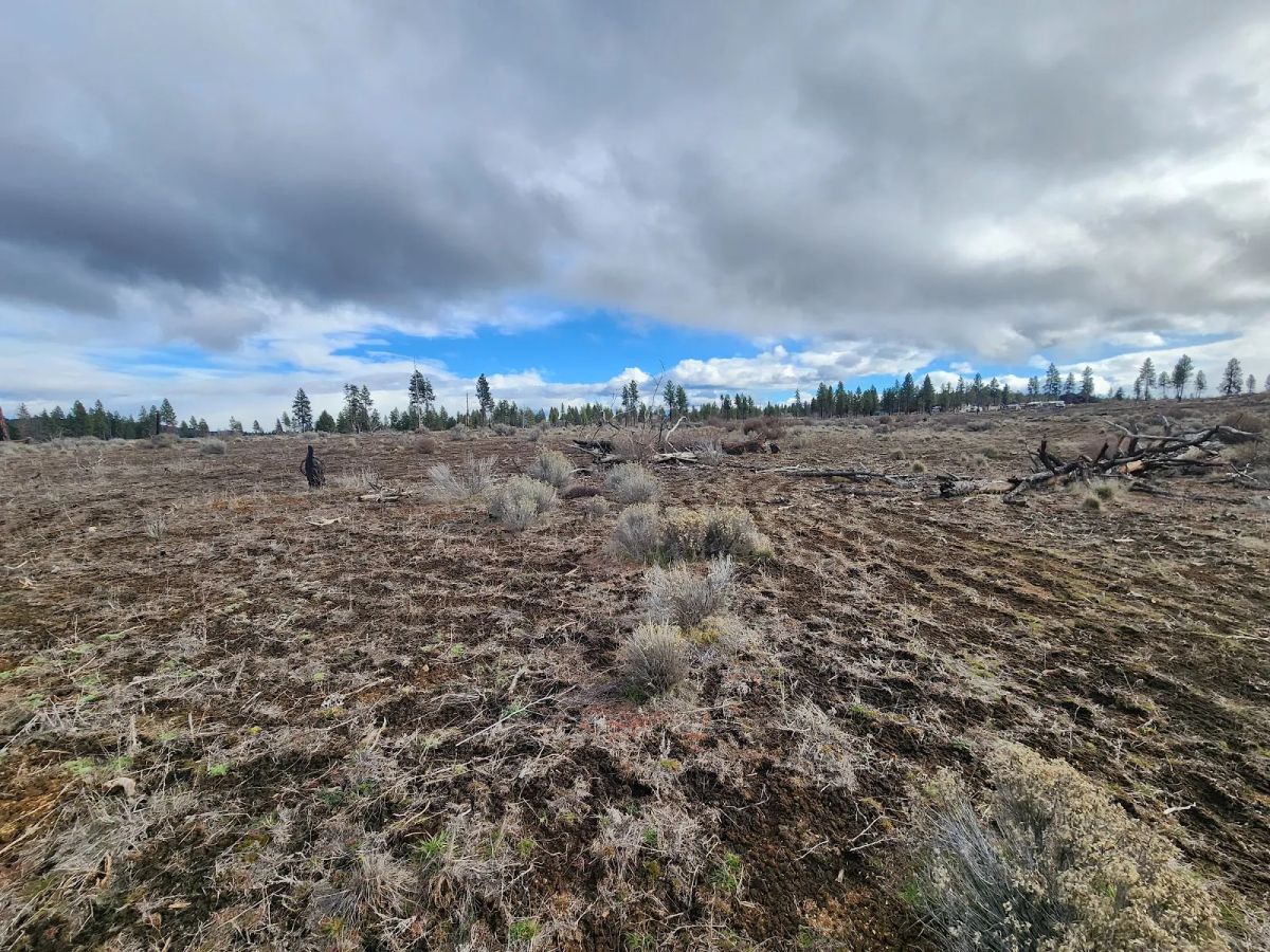 Decorative background for Level Ground, Open Skies — Your Off-Grid Canvas in Klamath Forest Estates image 8