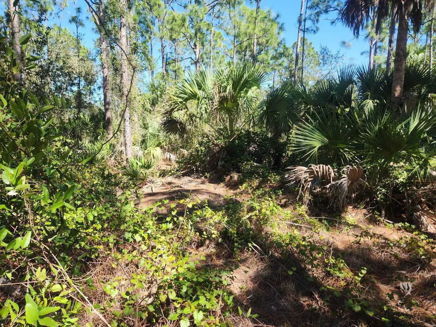 0.22-Acre Double Lot in Tropical Gulf Acres