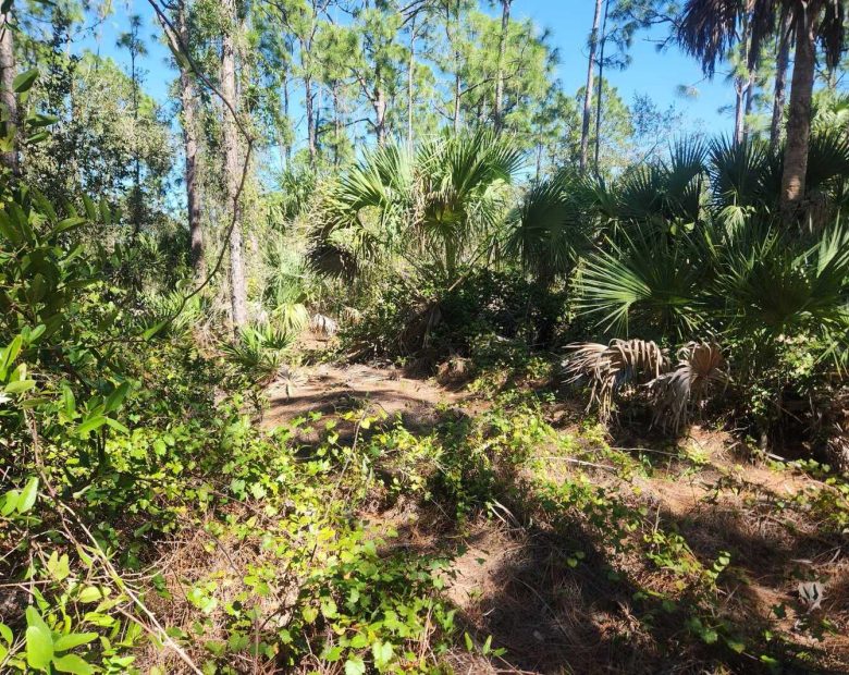 0.22-Acre Double Lot in Tropical Gulf Acres in Charlotte County, FL