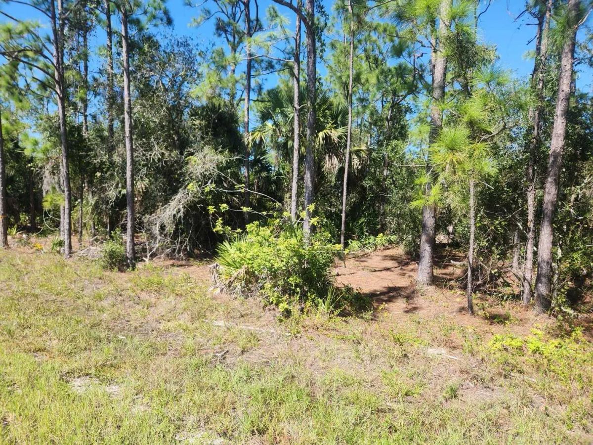 Decorative background for 0.22-Acre Double Lot in Tropical Gulf Acres image 5