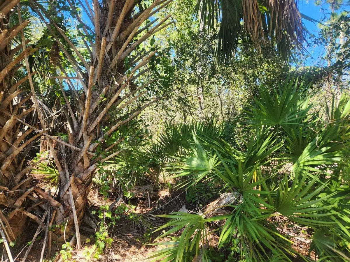 Decorative background for 0.22-Acre Double Lot in Tropical Gulf Acres image 9