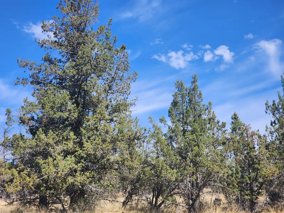 Your Own 2.06 Acres Near Bonanza for Only $299/Month - Image 4