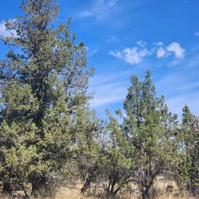 Your Own 2.06 Acres Near Bonanza for Only $299/Month in Klamath County, OR