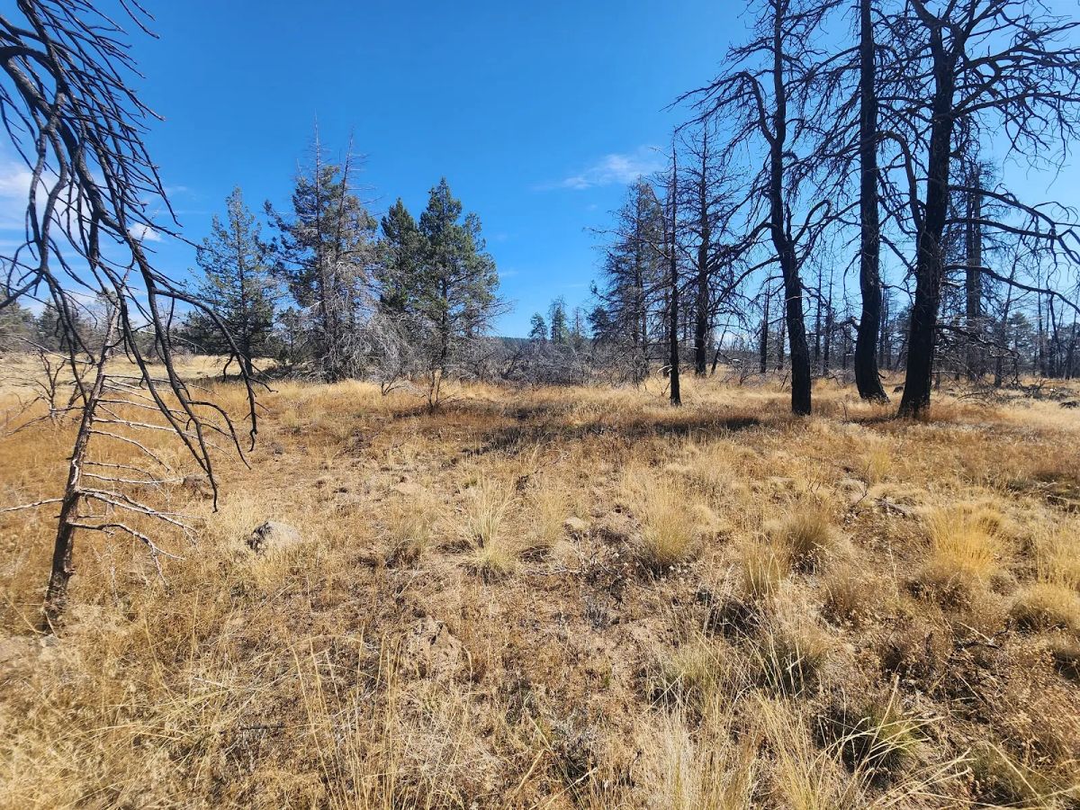 Decorative background for Your Own 2.06 Acres Near Bonanza for Only $299/Month image 5