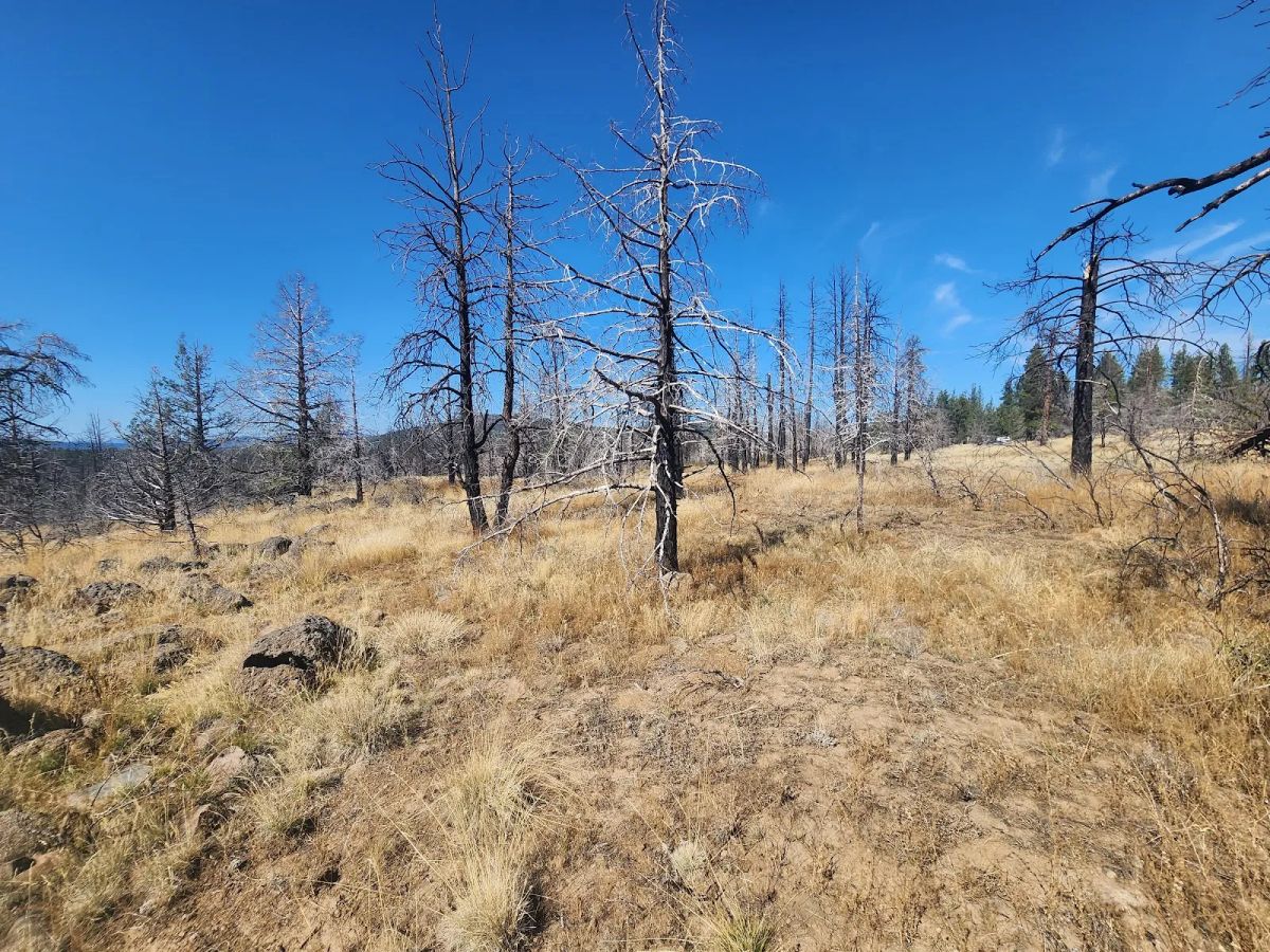 Decorative background for Your Own 2.06 Acres Near Bonanza for Only $299/Month image 8
