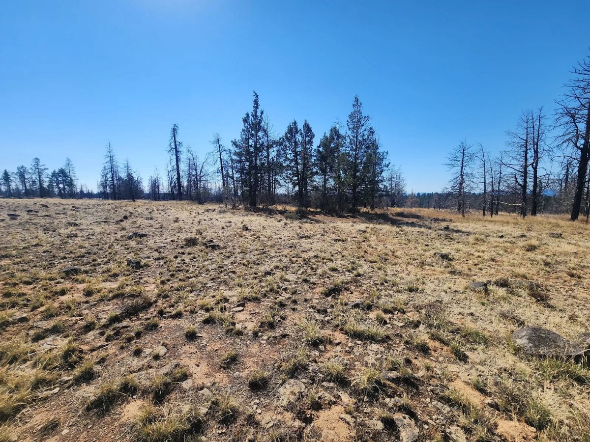 Decorative background for Your Own 2.06 Acres Near Bonanza for Only $299/Month image 10