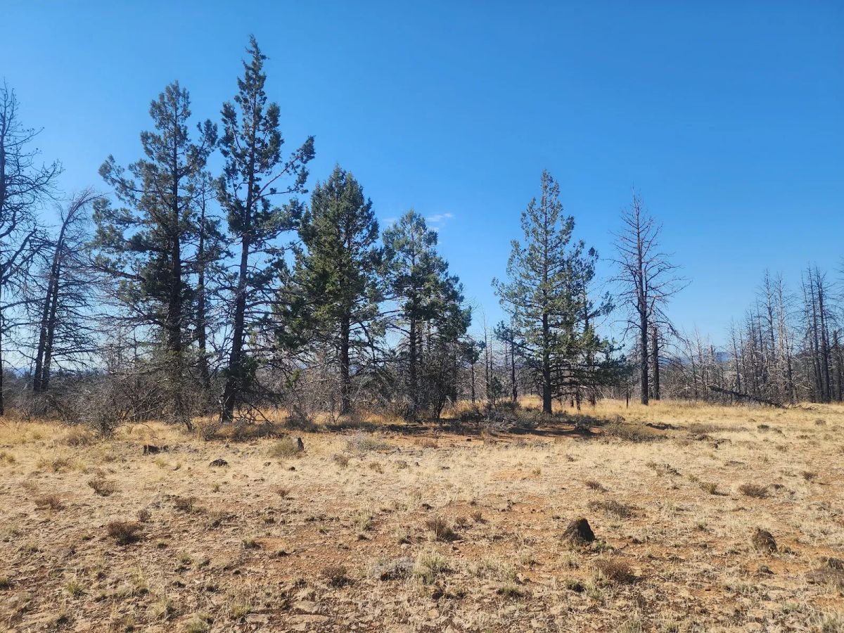 Decorative background for Your Own 2.06 Acres Near Bonanza for Only $299/Month image 14