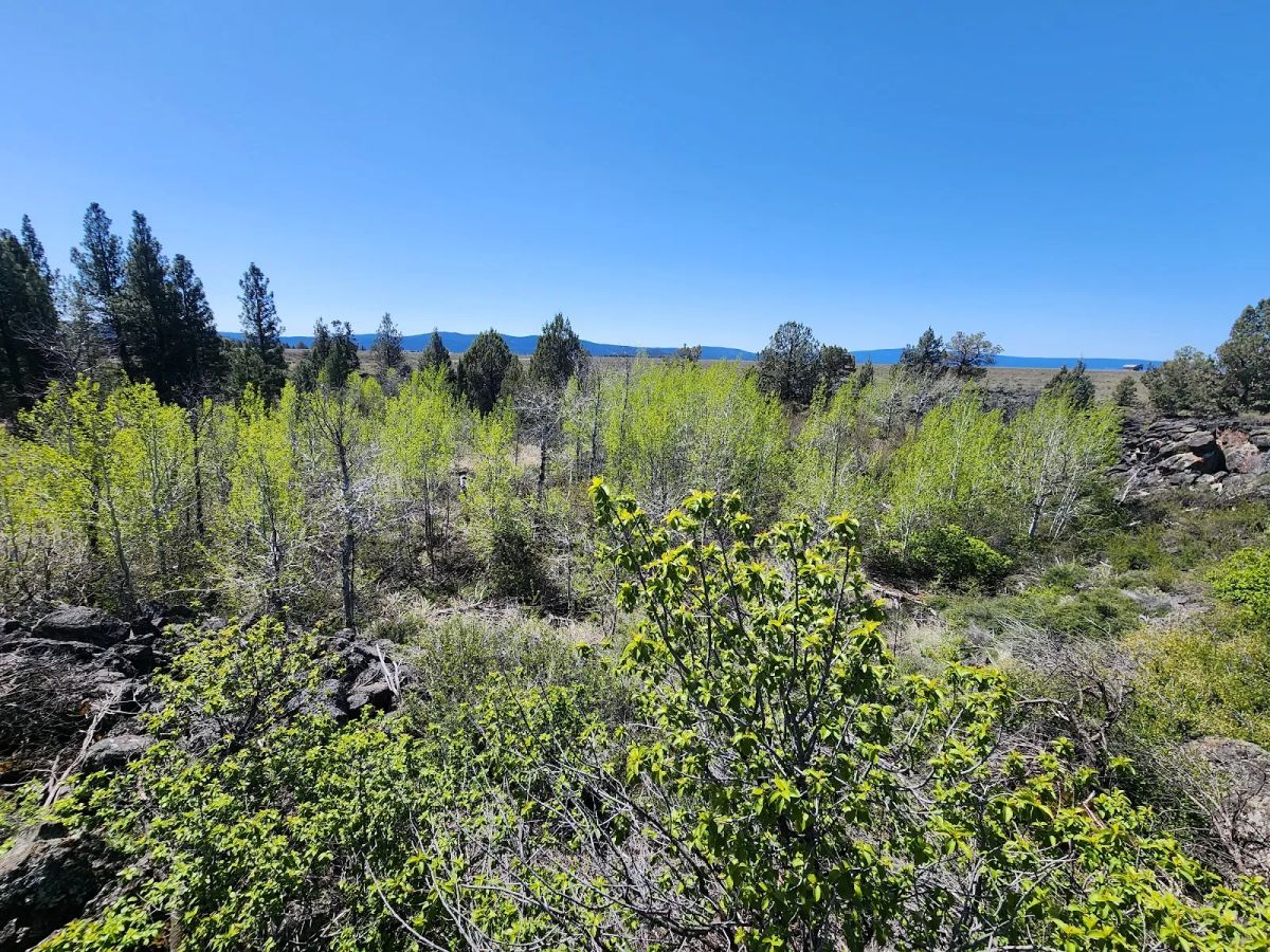Decorative background for Tired of Asking Permission? 2.05 Acres in Oregon Says You Never Have To Again image 12