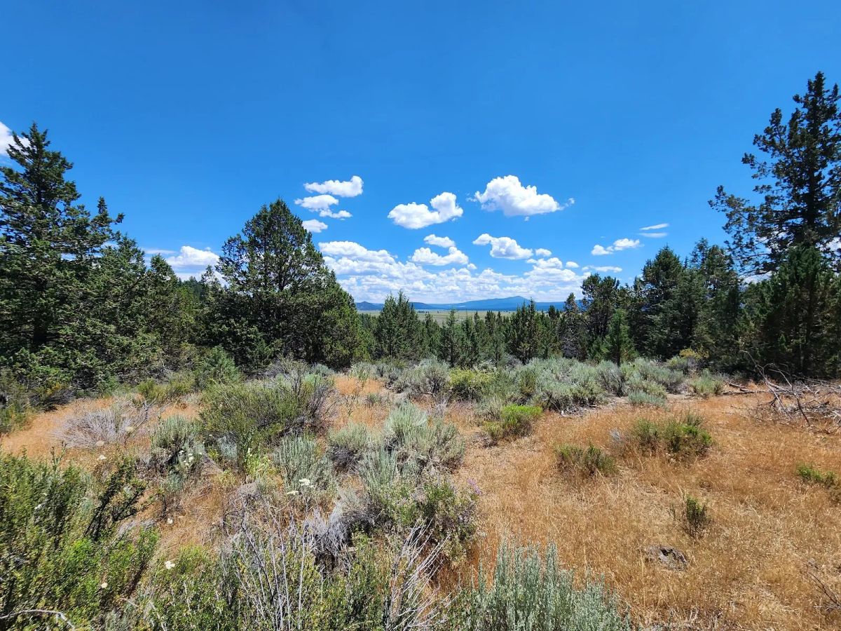 Tucked Away in the Trees: 1.79 Private Acres in Klamath County - Main image