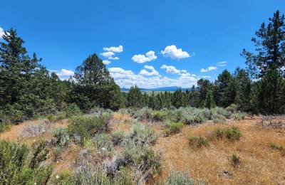 Tucked Away in the Trees: 1.79 Private Acres in Klamath County