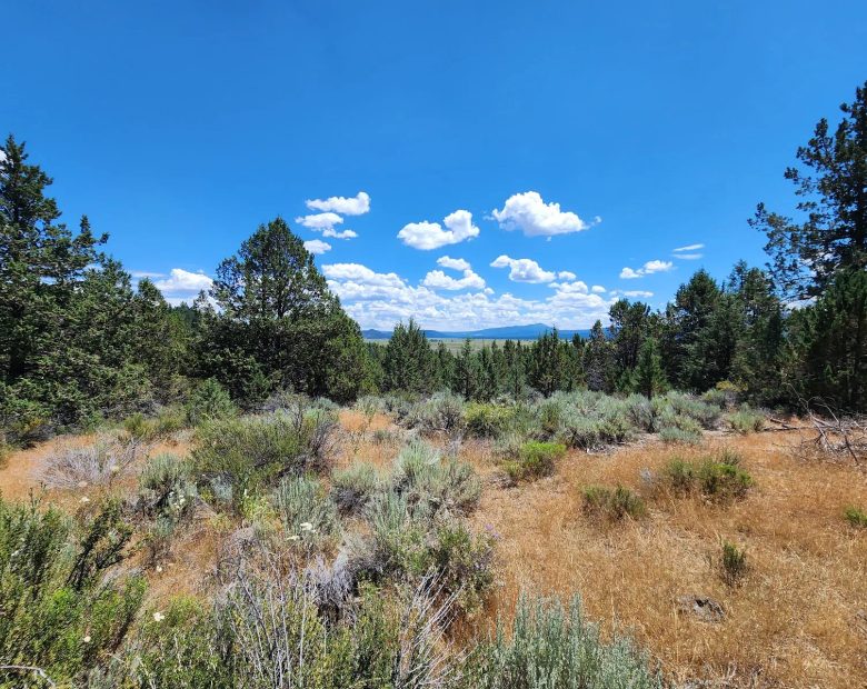 Tucked Away in the Trees: 1.79 Private Acres in Klamath County in Klamath County, OR