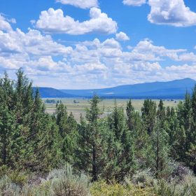 Tucked Away in the Trees: 1.79 Private Acres in Klamath County in Klamath County, OR