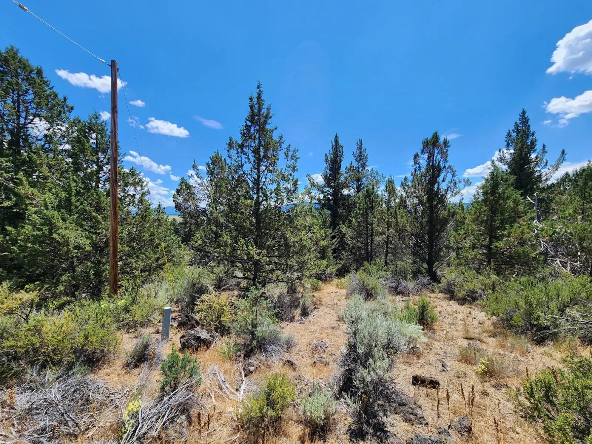Decorative background for Tucked Away in the Trees: 1.79 Private Acres in Klamath County image 5