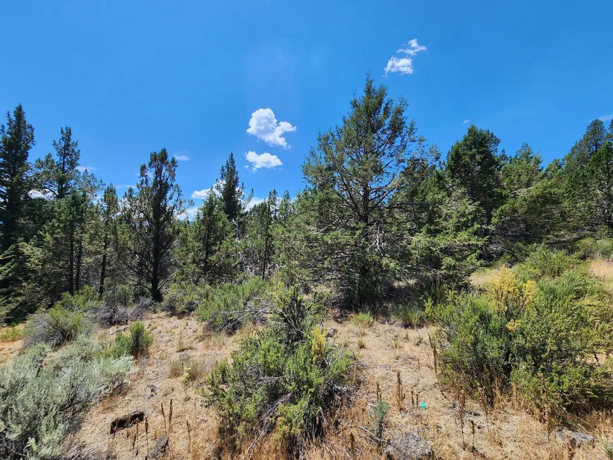 Decorative background for Tucked Away in the Trees: 1.79 Private Acres in Klamath County image 6