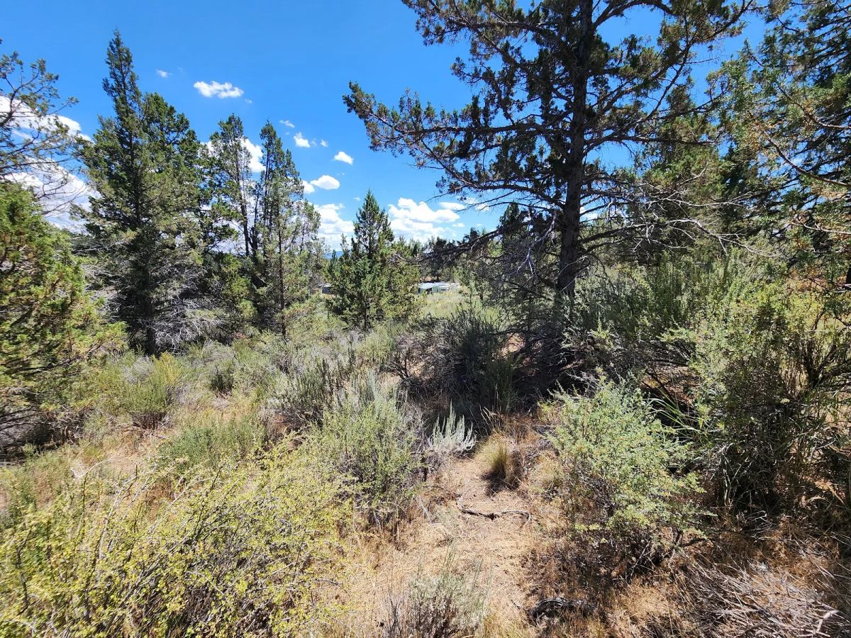 Decorative background for Tucked Away in the Trees: 1.79 Private Acres in Klamath County image 8