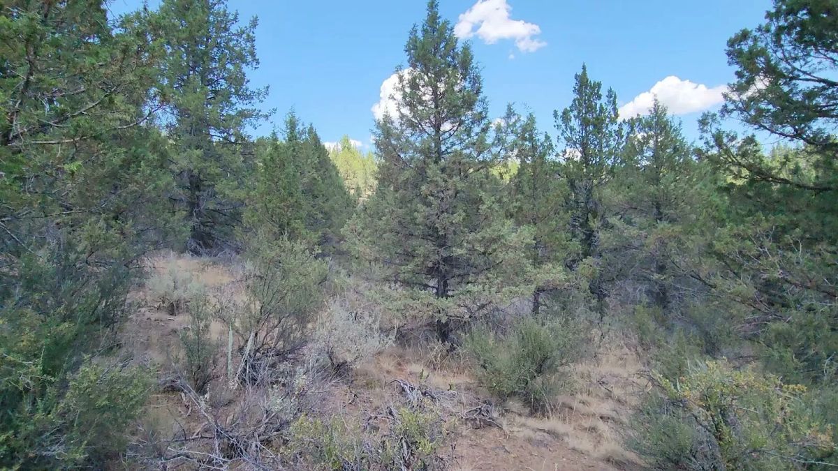 Decorative background for Tucked Away in the Trees: 1.79 Private Acres in Klamath County image 9