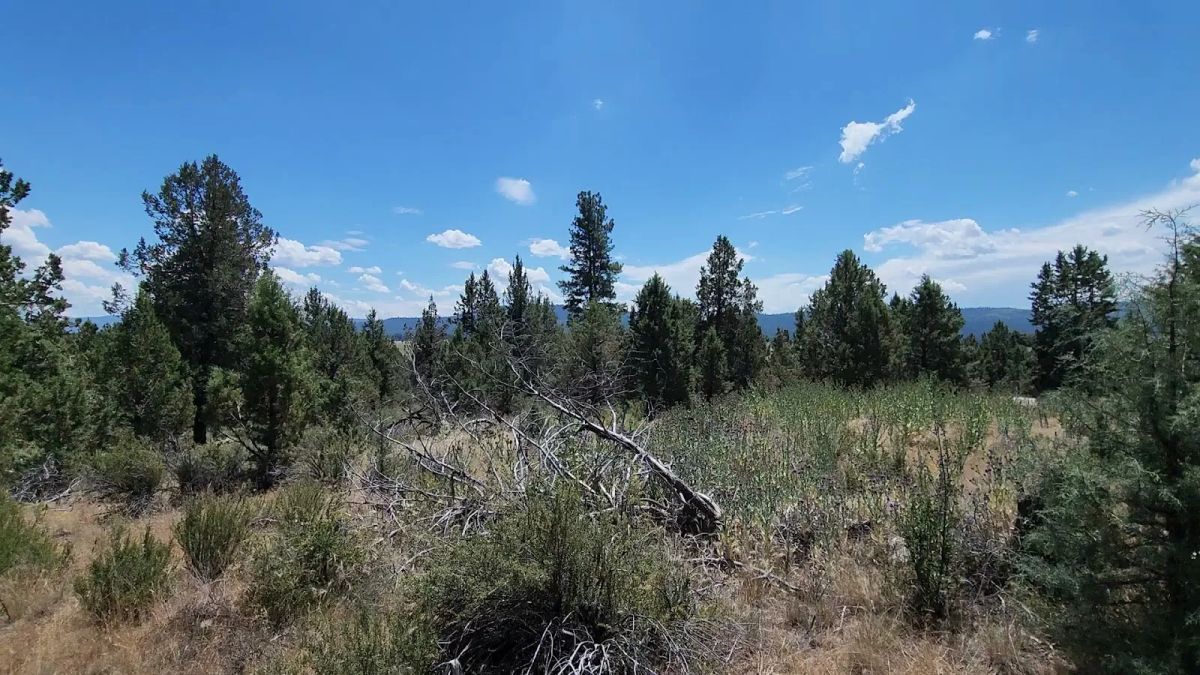 Decorative background for Tucked Away in the Trees: 1.79 Private Acres in Klamath County image 10