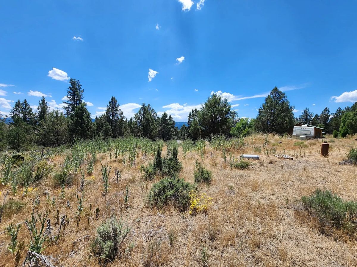 Decorative background for Tucked Away in the Trees: 1.79 Private Acres in Klamath County image 11