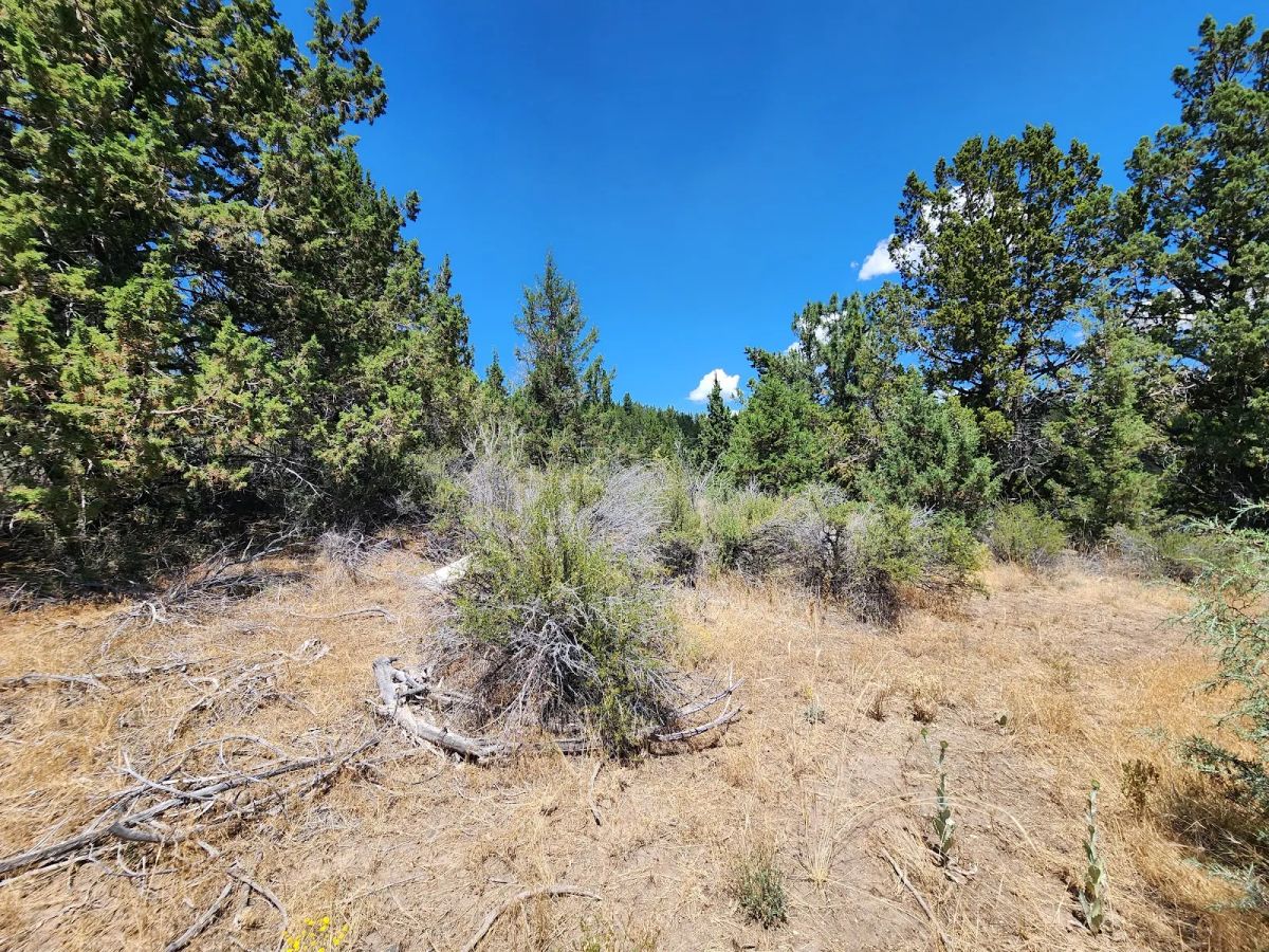 Decorative background for Tucked Away in the Trees: 1.79 Private Acres in Klamath County image 12
