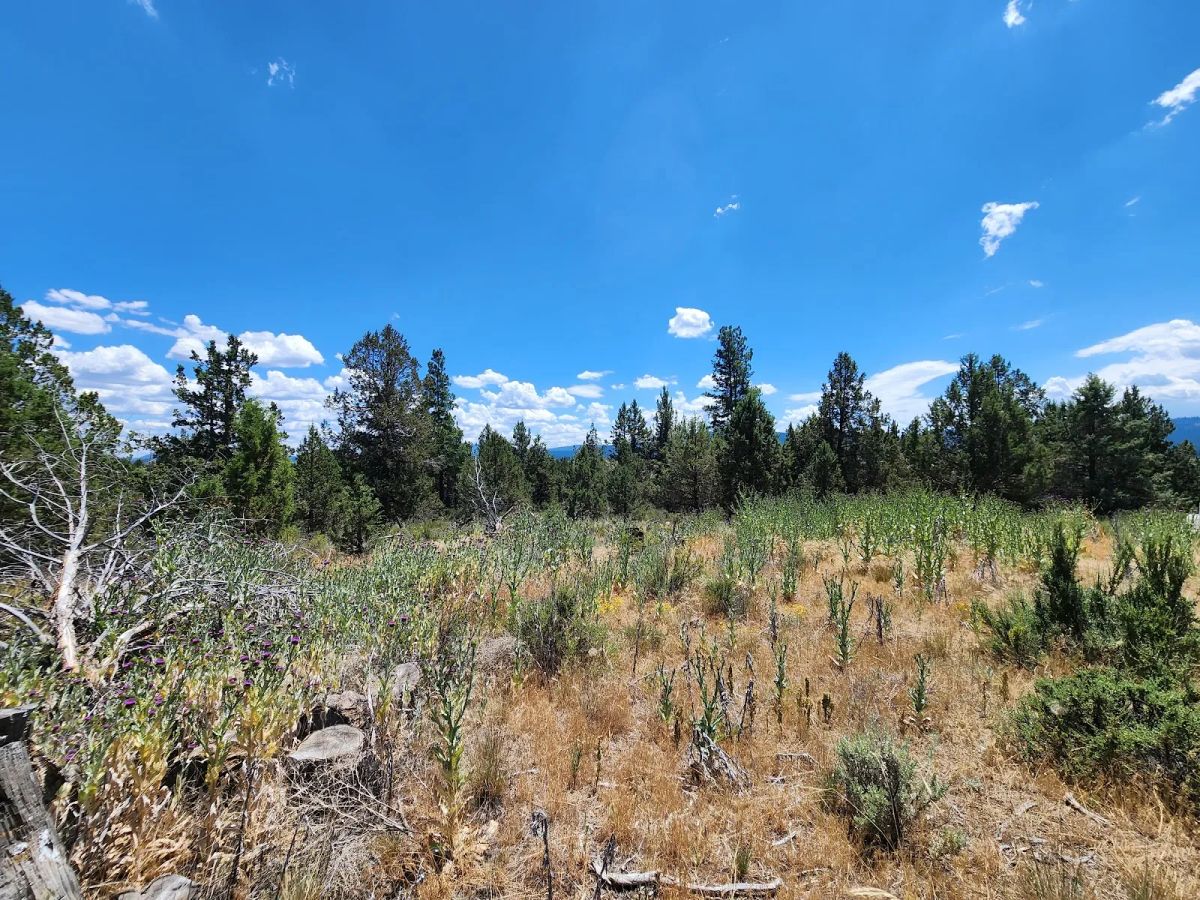 Decorative background for Tucked Away in the Trees: 1.79 Private Acres in Klamath County image 13