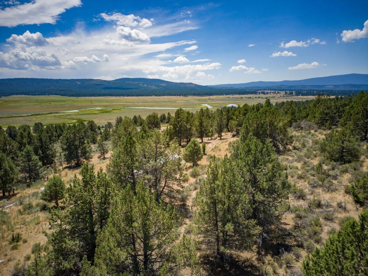 Decorative background for Tucked Away in the Trees: 1.79 Private Acres in Klamath County image 17