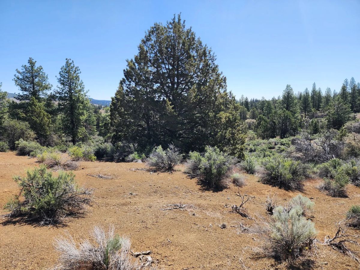 Decorative background for Ancient Rocks, Big Sky, and 2.82 Acres All to Yourself image 8