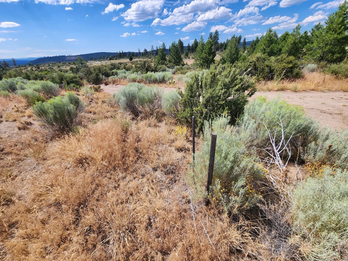 Decorative background for Your Future Homesite in Klamath Forest Estates image 5