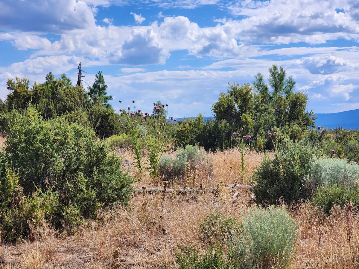 Decorative background for Your Future Homesite in Klamath Forest Estates image 8