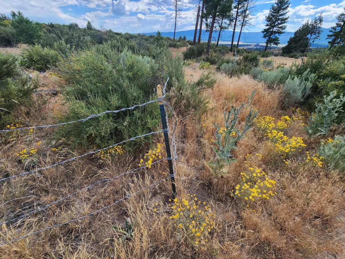 Decorative background for Your Future Homesite in Klamath Forest Estates image 9