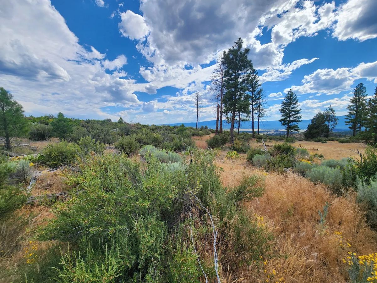 Decorative background for Your Future Homesite in Klamath Forest Estates image 10