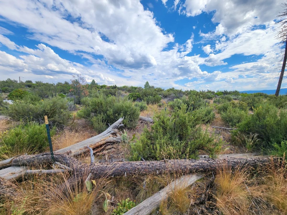 Decorative background for Your Future Homesite in Klamath Forest Estates image 13