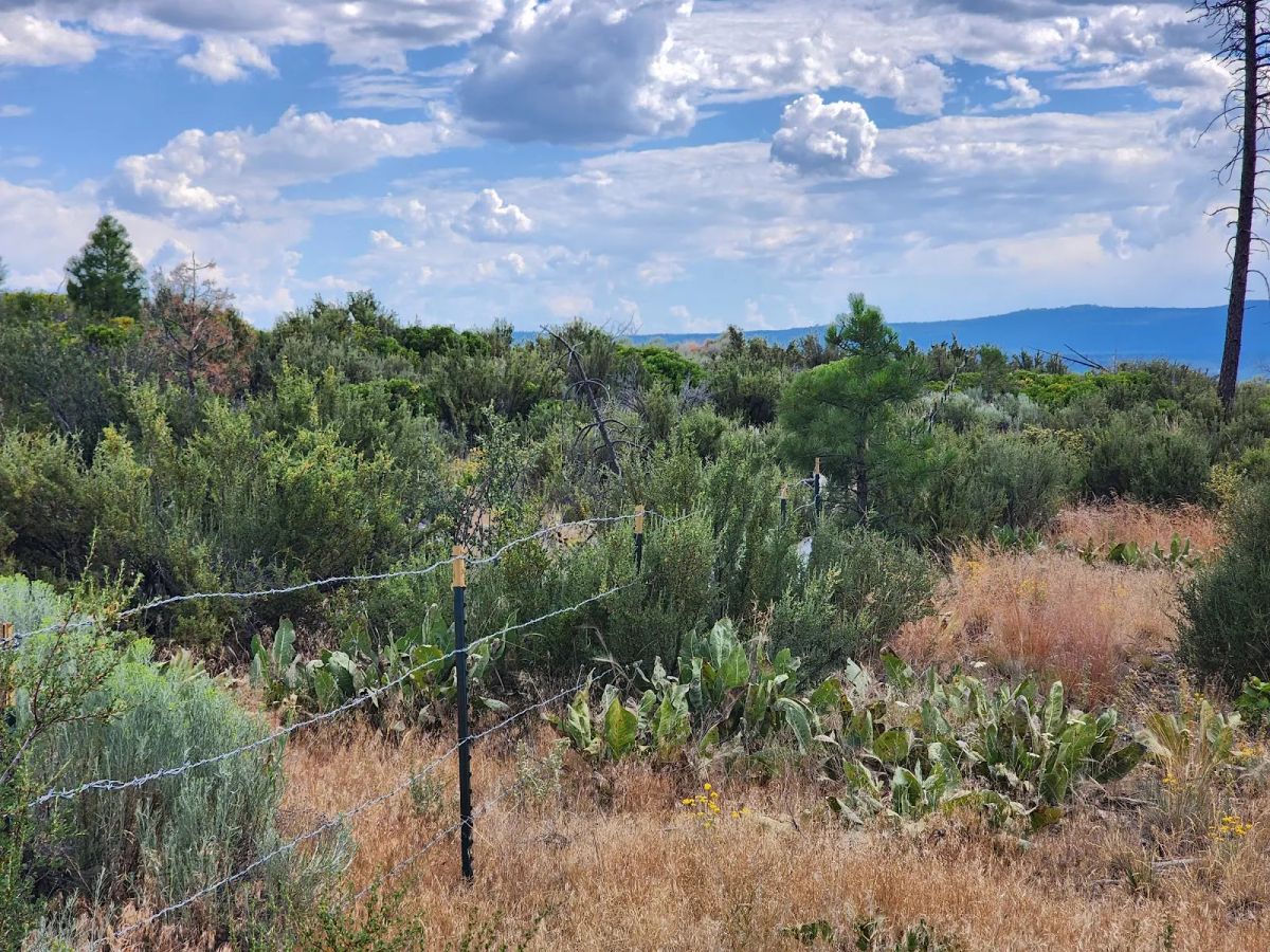Decorative background for Your Future Homesite in Klamath Forest Estates image 14