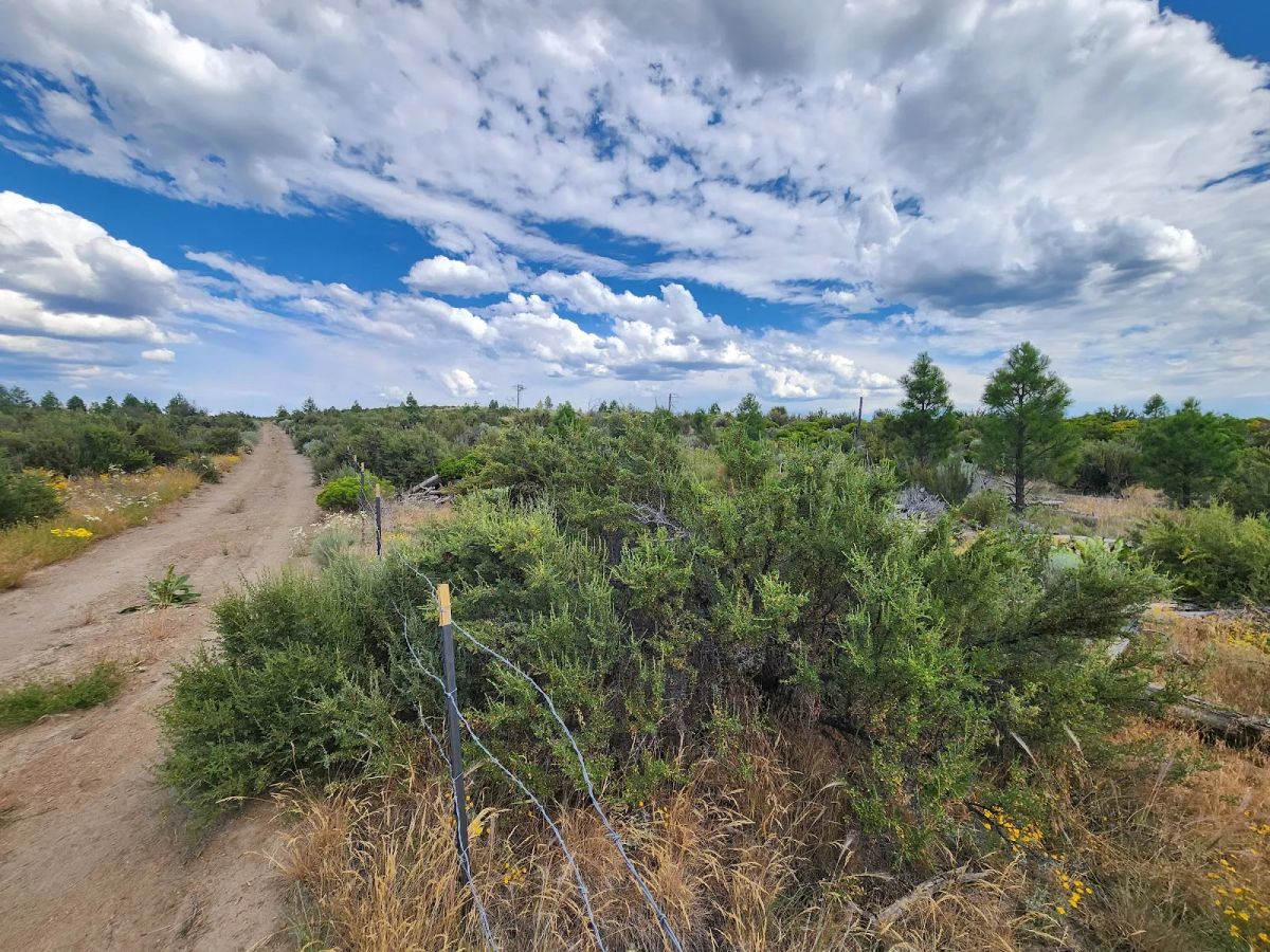 Decorative background for Your Future Homesite in Klamath Forest Estates image 15