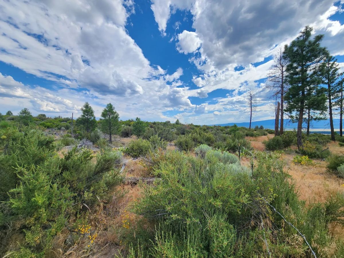 Decorative background for Your Future Homesite in Klamath Forest Estates image 16