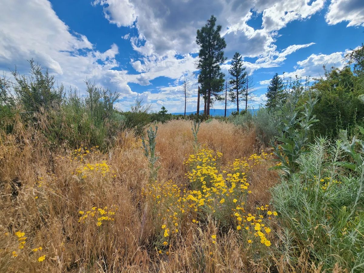 Decorative background for Your Future Homesite in Klamath Forest Estates image 17