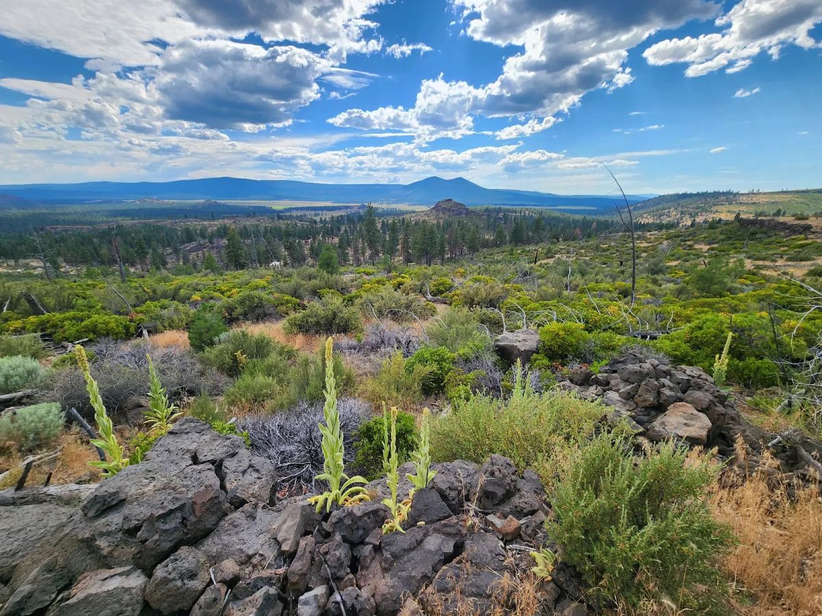 Decorative background for Your Future Homesite in Klamath Forest Estates image 21