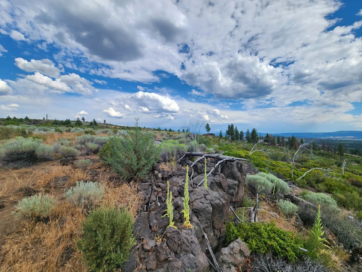 Decorative background for Your Future Homesite in Klamath Forest Estates image 27