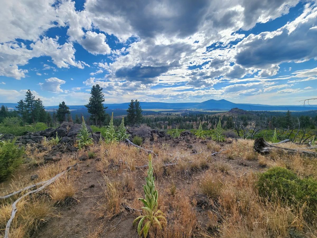 Decorative background for Your Future Homesite in Klamath Forest Estates image 32