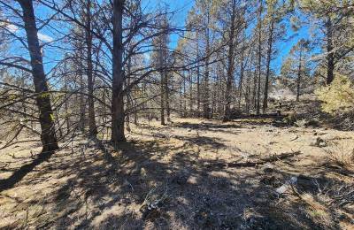 Stop Paying Campground Fees. Own 1.55 Acres in Southern Oregon for $220 a Month