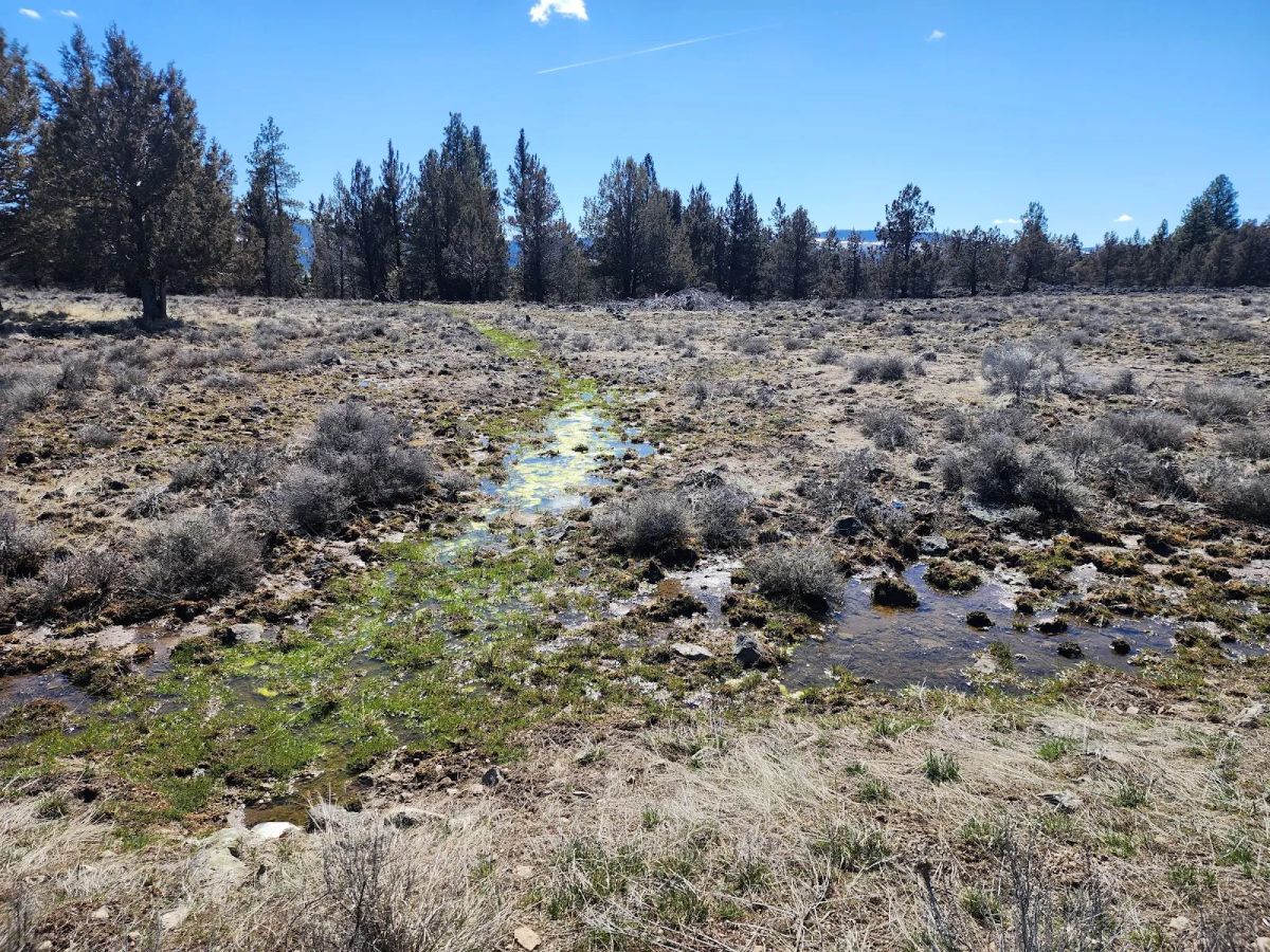 Stop Paying Campground Fees. Own 1.55 Acres in Southern Oregon for $220 a Month - Image 3