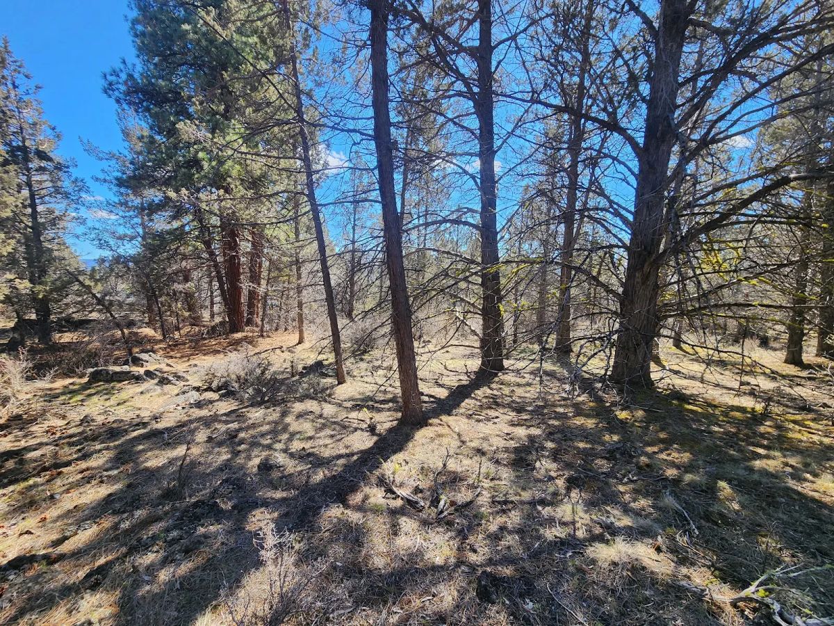 Decorative background for Stop Paying Campground Fees. Own 1.55 Acres in Southern Oregon for $220 a Month image 10