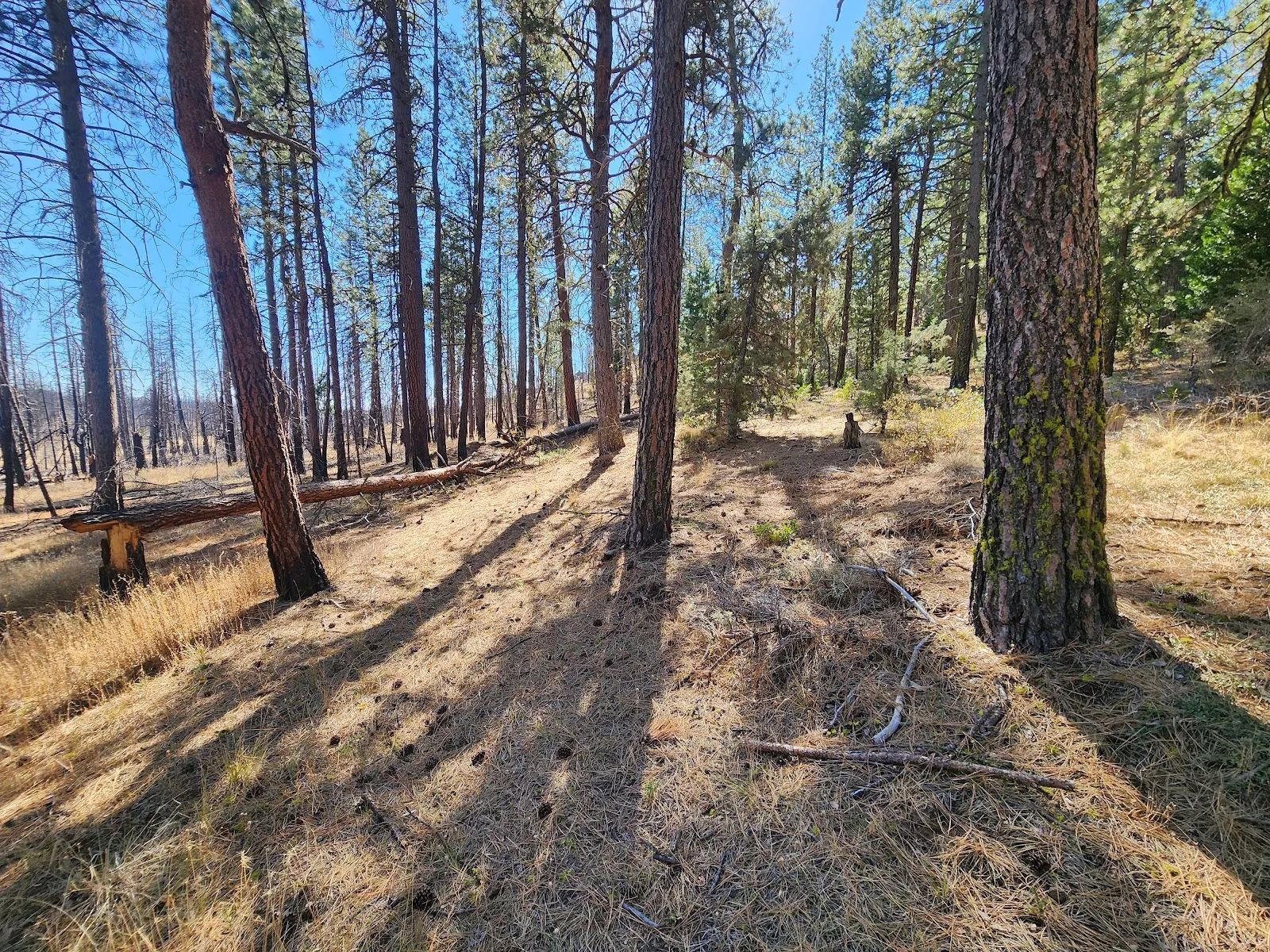 Own 2.35 Wooded Acres Near Bonanza for Just $299 Month in Klamath County, OR